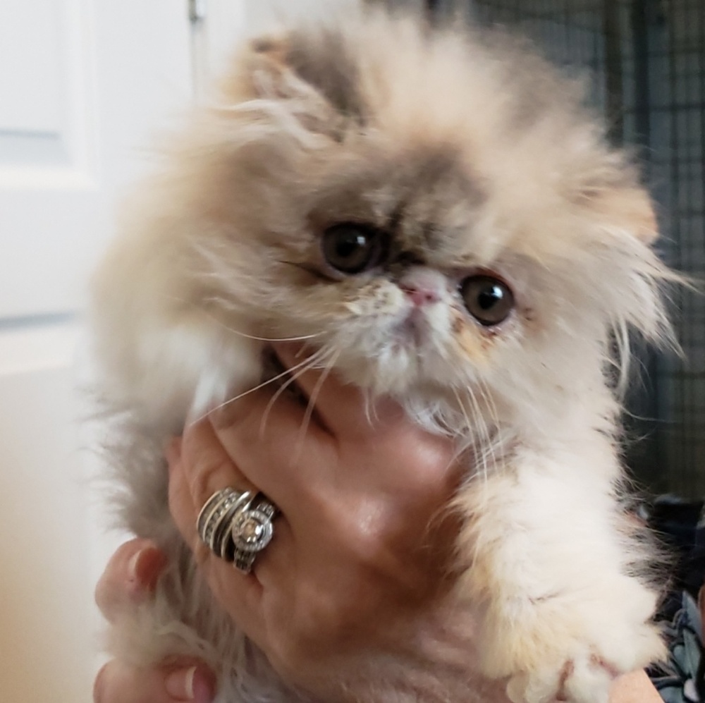 Meet your Posher, Cynthia